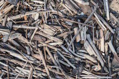 Kuru kısa çubuklar yakın plan. Doğal malzemelerin arka planı. Küçük kuru ağaç dalları