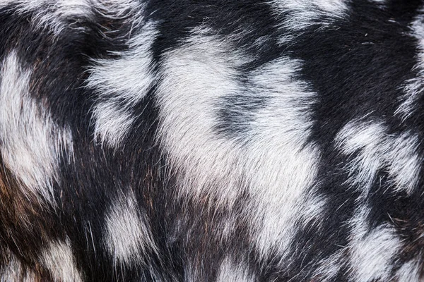 Kecskebőr barna foltok természetes textúra — Stock Fotó