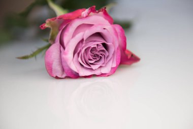 Güzel pembe gül, beyaz arka planda izole edilmiş gül goncası.