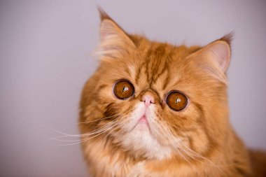 Beyaz arka planda kırmızı İran egzotik kedisi