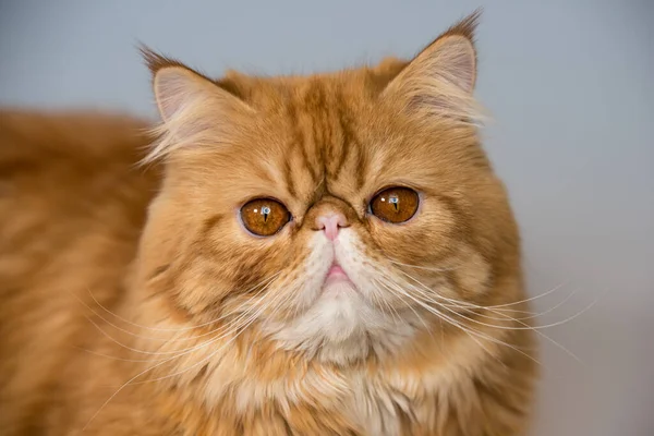 Rojo persa exótico gato en frente de blanco fondo —  Fotos de Stock