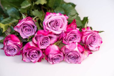 Beyaz arka planda bir buket mor gül. Çiçek arkaplanı. Anneler Günü, Düğün ve Doğum Günü konsepti.