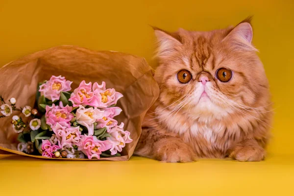 红色波斯猫，有一束明亮的粉红色郁金香。问候语 — 图库照片