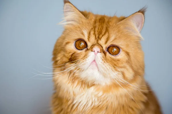 Close up de gato exótico persa vermelho na frente de fundo branco — Fotografia de Stock