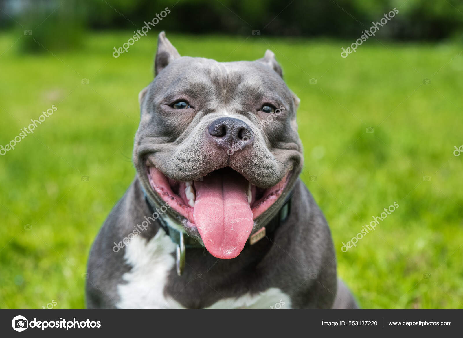 American bully dog female 2025