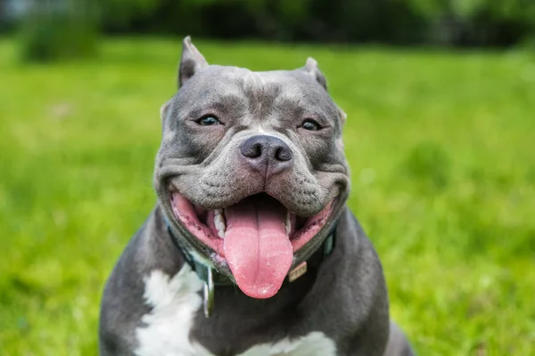 Blaue Haare American Bully Hund weibliche Nahaufnahme Porträt außen — Stockfoto