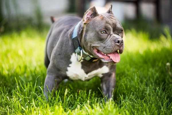 Kék haj Amerikai Bully kutya női closeup portré kívül — Stock Fotó