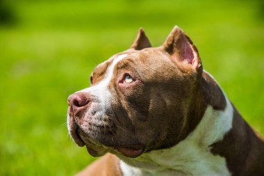Çikolata rengi Amerikan kabadayı köpeği yeşil çimlerin üzerinde