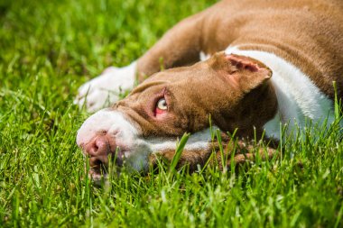Çikolata rengi Amerikan kabadayı köpeği yeşil çimlerin üzerinde yatıyor.