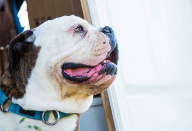 Kaplan ceketli Amerikan Bulldog portresi