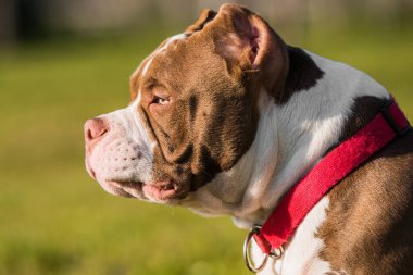 Çikolata rengi Amerikan zorba köpek yavrusu yeşil çimlerde