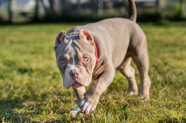 Bir cep leylağı renginde Amerikalı erkek zorba yavru köpek yürüyor.