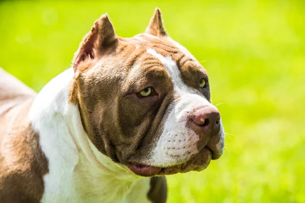 Schokoladenfarbe American Bully Hund ist auf grünem Gras — Stockfoto