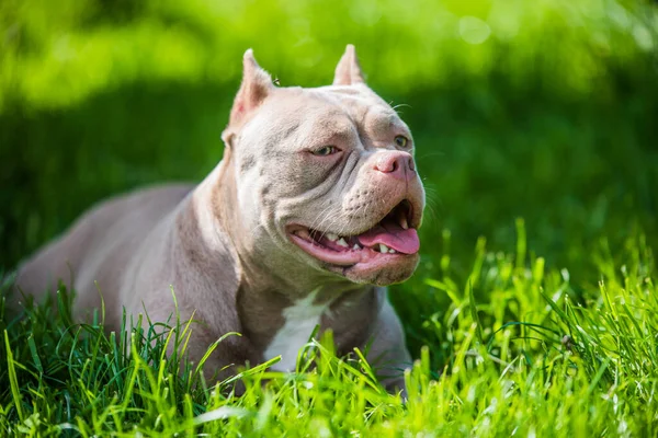 Color lila American Bully vista superior del perro exterior. —  Fotos de Stock