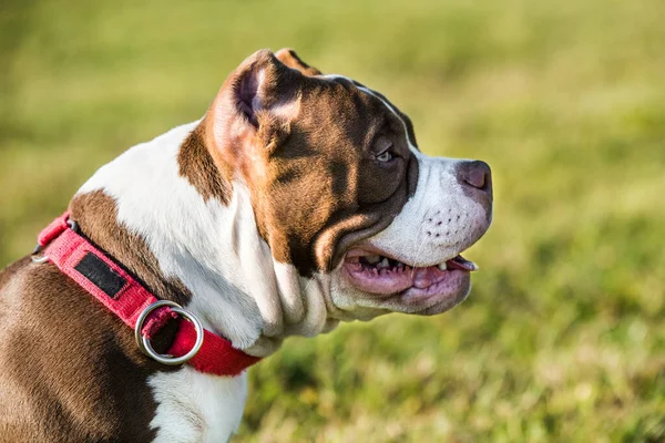Cor de chocolate American Bully cachorro cão está na grama verde — Fotografia de Stock