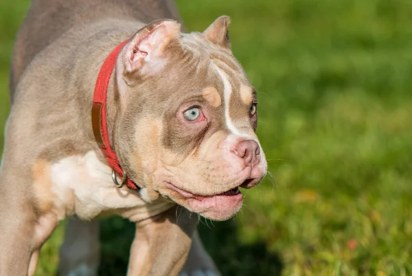 Bir cep leylağı renginde Amerikalı erkek zorba köpek hareket ediyor.. — Stok fotoğraf