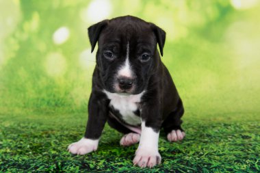 Siyah beyaz Amerikan Staffordshire Terrier köpeği ya da yeşil arka planda AmStaff köpeği