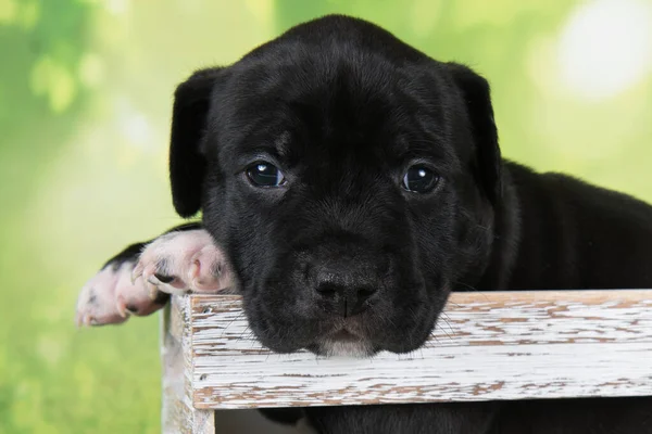 Czarno-biały amerykański Staffordshire Terrier dog lub szczeniak AmStaff na zielonym tle — Zdjęcie stockowe