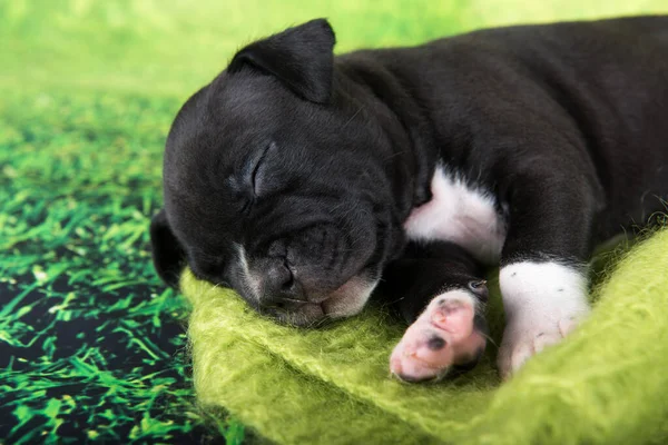 Negro y blanco American Staffordshire Terrier perro o cachorro AmStaff sobre fondo verde —  Fotos de Stock