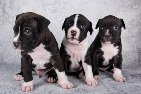 Black and white American Staffordshire Terrier dogs or AmStaff puppies on gray background — Stock Photo, Image