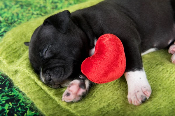 Zwart-wit Amerikaanse Staffordshire Terrier puppy met rood hart — Stockfoto
