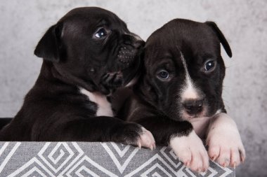 Siyah ve beyaz Amerikan Staffordshire Terrier köpekleri veya AmStaff yavruları
