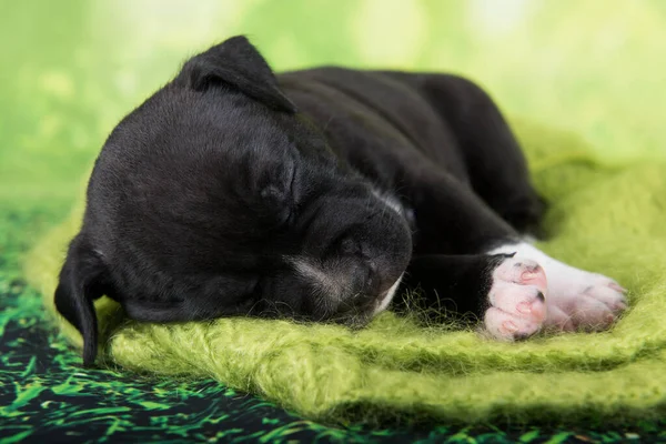 Zwart-wit Amerikaanse Staffordshire Terrier hond of AmStaff puppy op groene achtergrond — Stockfoto