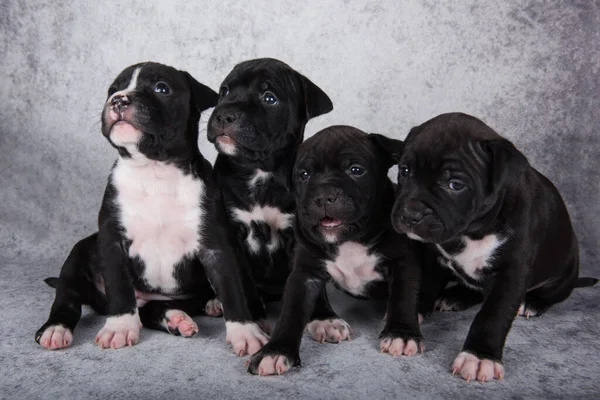 Black and white American Staffordshire Terrier dogs or AmStaff puppies on gray background — Stock Photo, Image