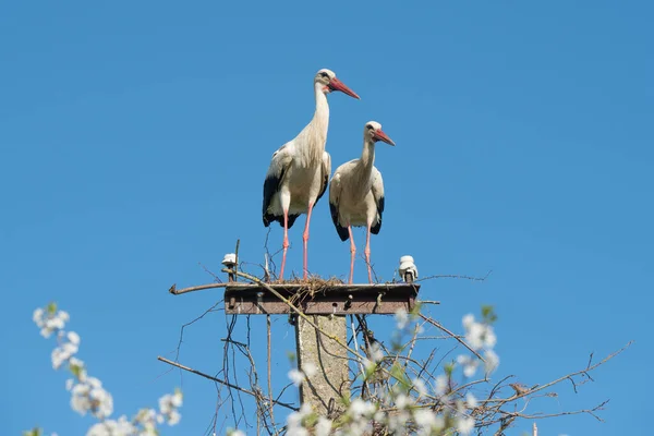 Duas Cegonhas Brancas Ninho Contra Céu Azul — Fotografia de Stock