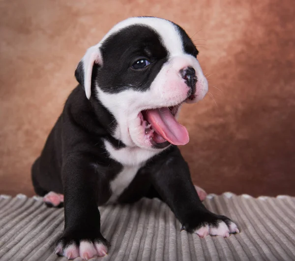 面白い黒の色アメリカのいじめ子犬犬は茶色の背景で笑っています — ストック写真