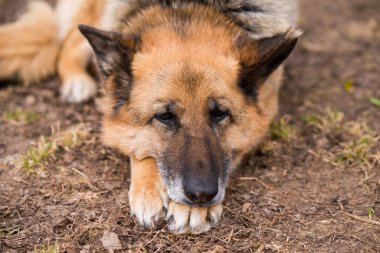 Uyuyan Alman çoban köpeği kır çiftliğinin bahçesinde..