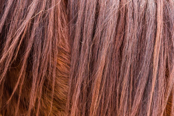 棕色马毛和鬃毛质地或背景 — 图库照片