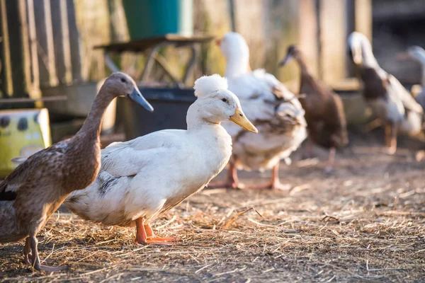 Gänsegruppe Spaziert Durch Hof Und Garten — Stockfoto