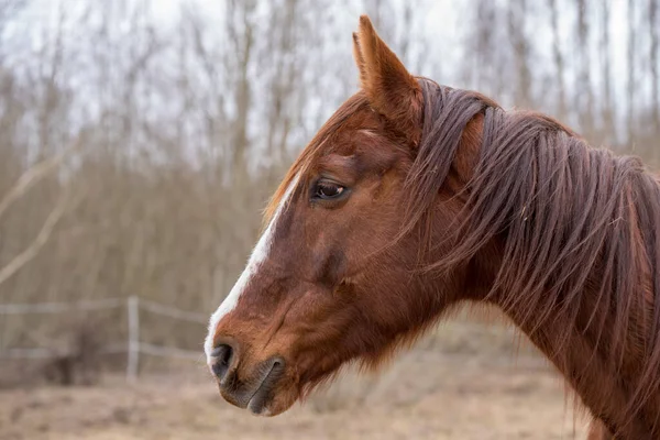 Horse Profile Nature Portrait Horse Brown Horse — Stock Photo, Image