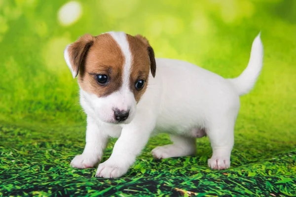 Szczeniak Jack Russell Terrier na zielonym tle — Zdjęcie stockowe