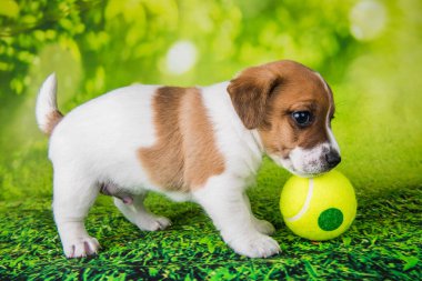 Tenis toplu neşeli Jack Russell Terrier köpeği