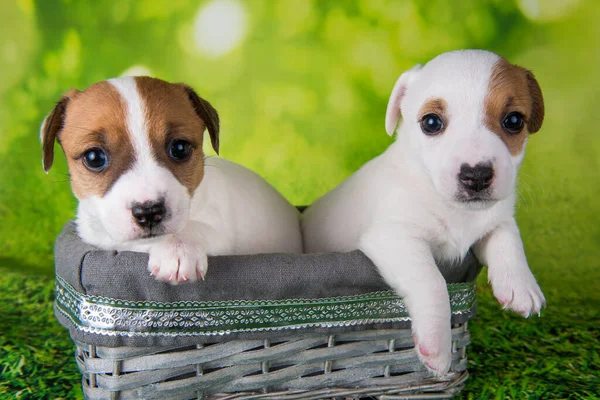 Dwa słodkie szczeniaki Jack Russell Terrier siedzi w pudełku wielkanocnym — Zdjęcie stockowe