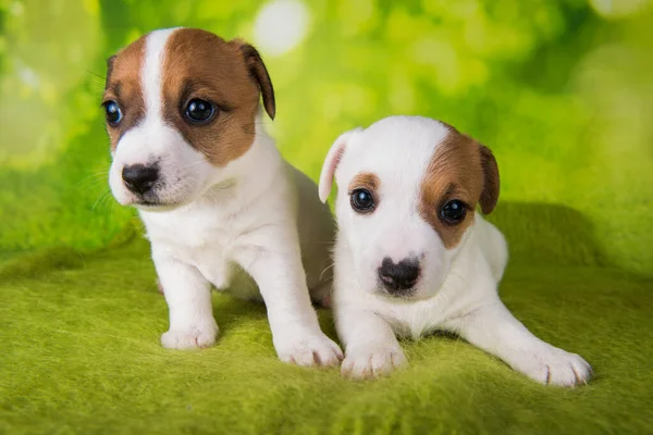 Два милых щенка Джека Рассела Терьера сидят на зеленом фоне — стоковое фото