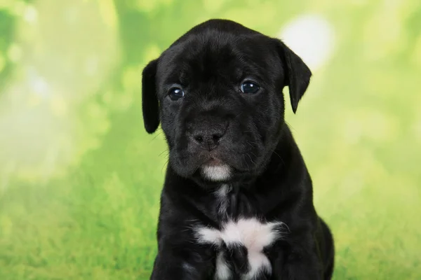 Czarno-biały amerykański Staffordshire Terrier dog lub szczeniak AmStaff na zielonym tle — Zdjęcie stockowe