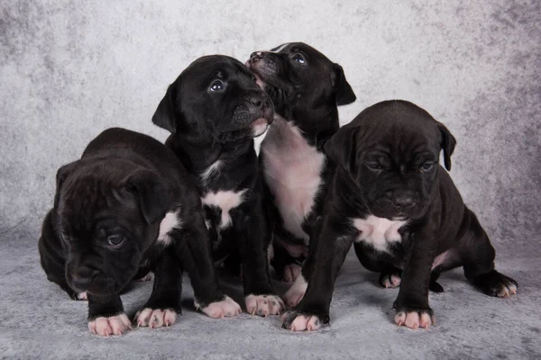 Siyah ve beyaz Amerikan Staffordshire Teriyer köpekleri veya gri arka planda AmStaff yavruları