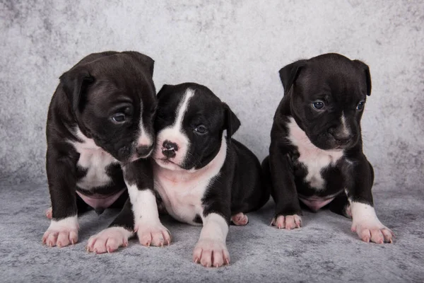 Black and white American Staffordshire Terrier dogs or AmStaff puppies on gray background — Stock Photo, Image