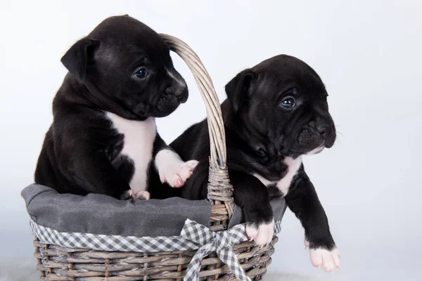 Siyah ve beyaz Amerikan Staffordshire Terrier köpekleri ya da beyaz arka planda AmStaff yavruları