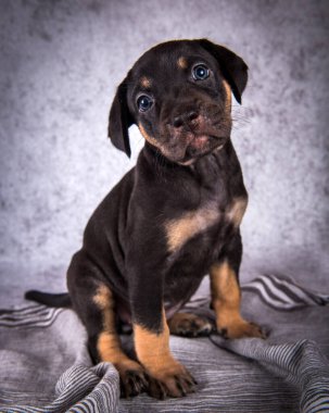 Louisiana Catahoula Leopar Köpek Gri üzerinde oturuyor