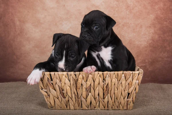 Perros American Staffordshire Terrier negros y blancos o cachorros AmStaff sobre fondo marrón — Foto de Stock