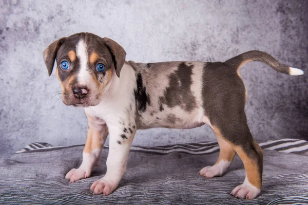 Luizjana Catahoula Leopard Pies szczeniak stojący na szarym — Zdjęcie stockowe