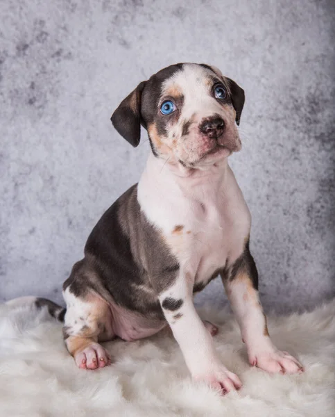 Louisiana Catahoula Leopard Dog щеня сидять на сірих — стокове фото