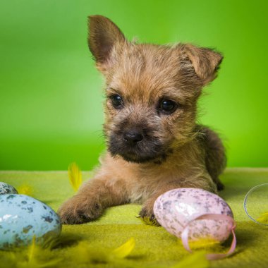 Renkli Paskalya yumurtalı Cairn Terrier köpeği.