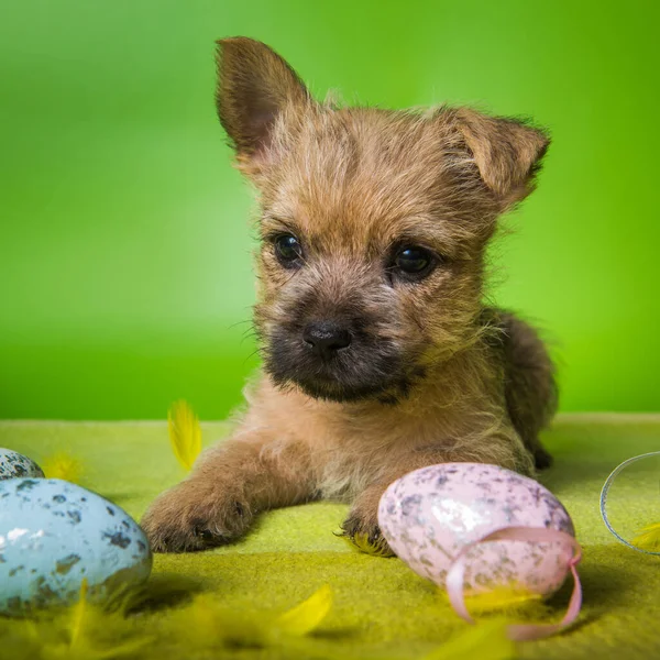 Renkli Paskalya yumurtalı Cairn Terrier köpeği.