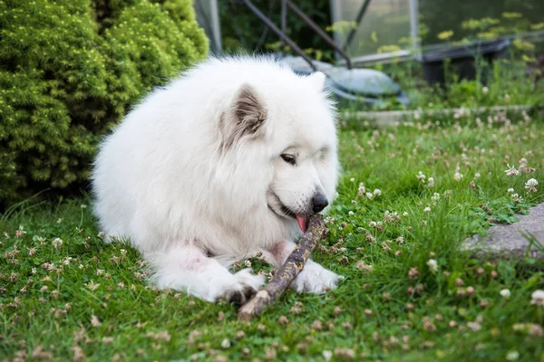 Blanco samoyedo perro roe un palo de madera en la hierba — Foto de Stock