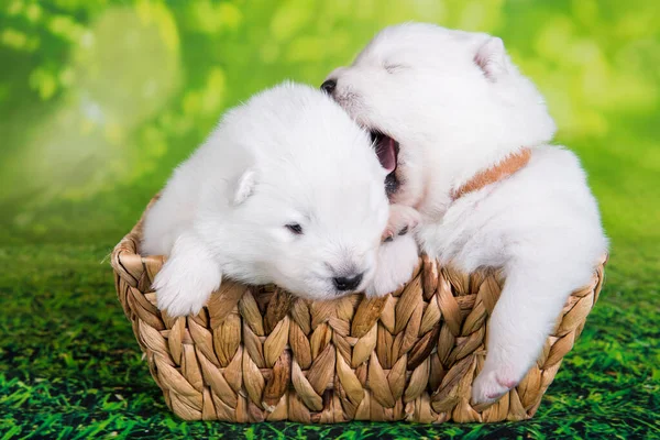 Dos cachorros blancos pequeños Samoyed perros de dos semanas de edad en la cesta de Pascua —  Fotos de Stock